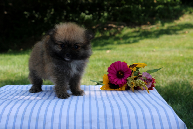 puppy, for, sale, Pomeranian, Matthew B. Stoltzfus, dog, breeder, Gap, PA, dog-breeder, puppy-for-sale, forsale, nearby, find, puppyfind, locator, puppylocator, aca